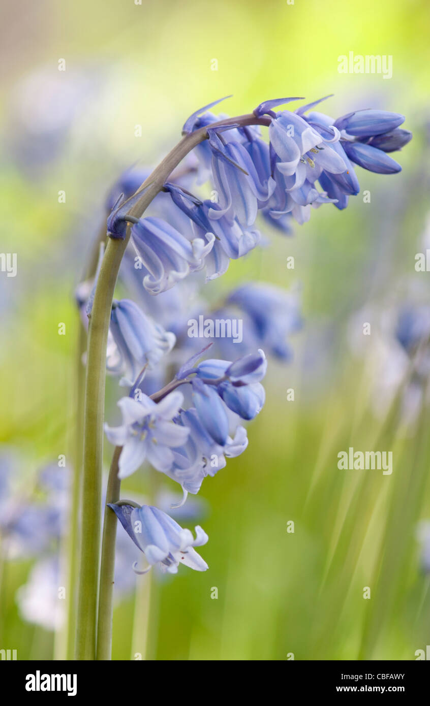 Hyacinthoides non-scripta, Bluebell, anglais bluebell, fleur bleue sous réserve. Banque D'Images