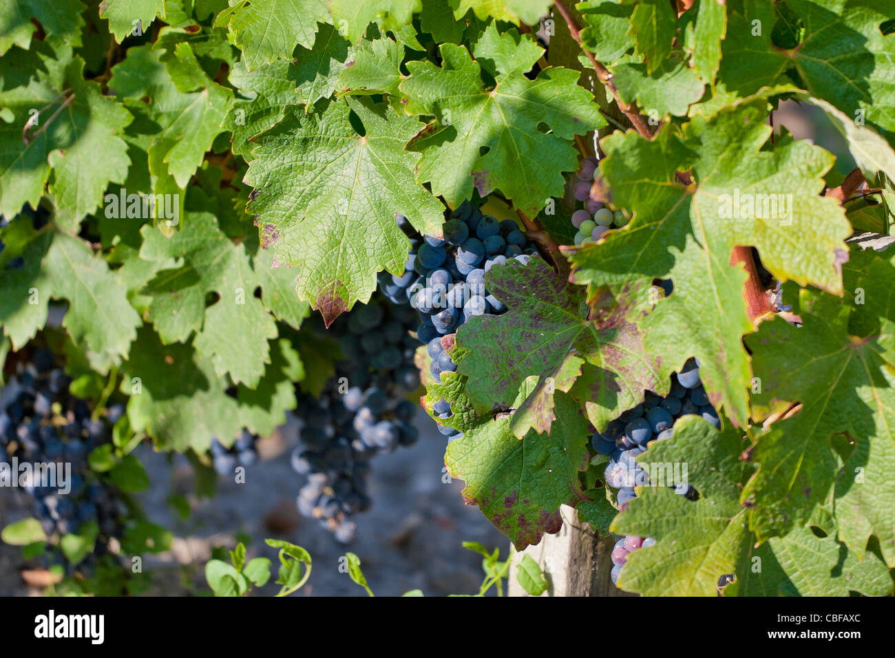 Bouquet de raisins noirs., Le Château-Margaux vin attend 25 mois en fût en bois, de divers et différents arbres français speci Banque D'Images