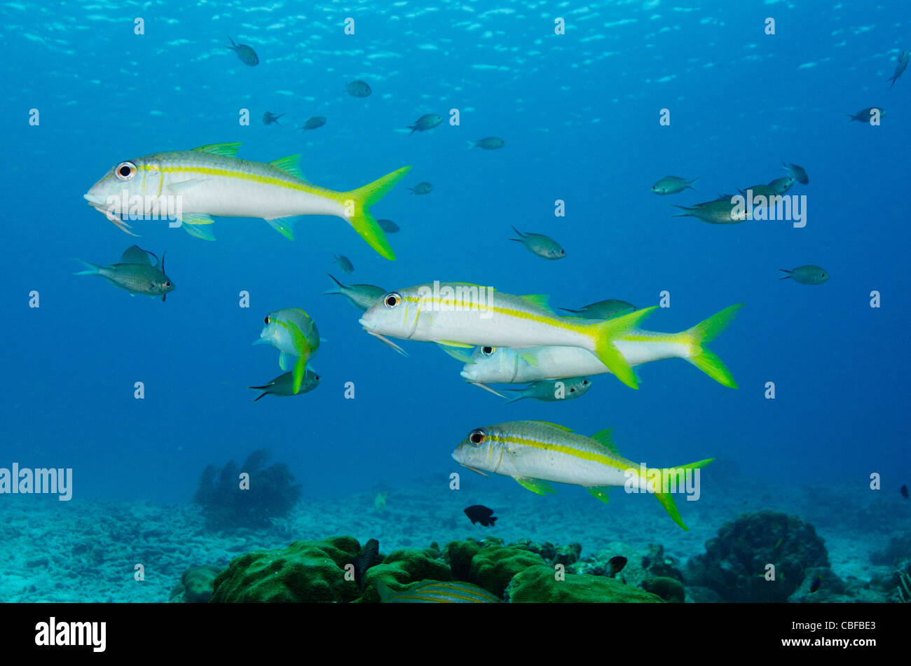 Goatfish Mulloidichthys martinicus (jaune), Bonaire, Antilles néerlandaises, Amérique Banque D'Images