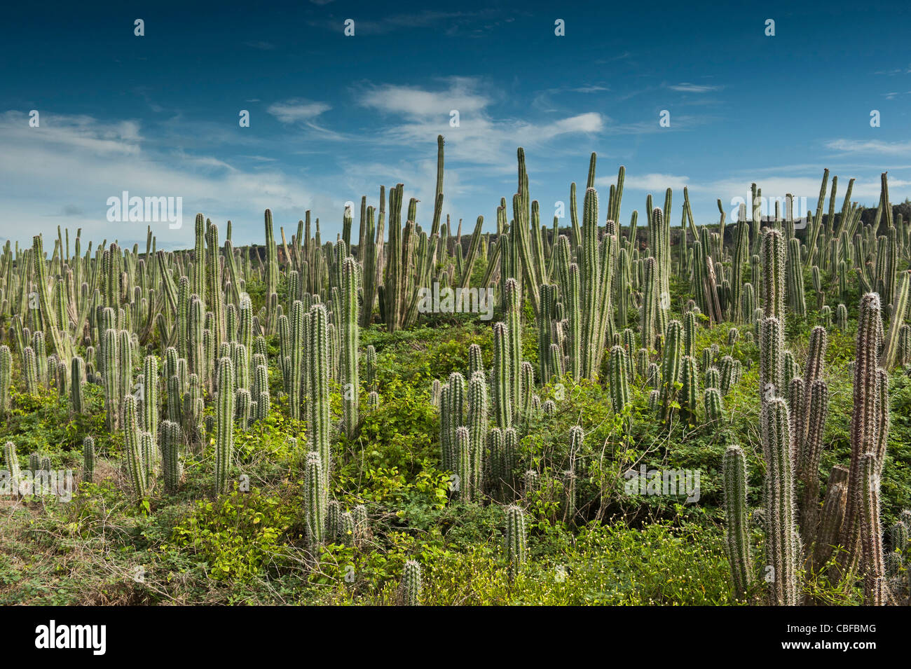 Datu (Ritterocereus griseus) Cactus, Slagbaai National Park, Bonaire, Antilles néerlandaises, Amérique Banque D'Images