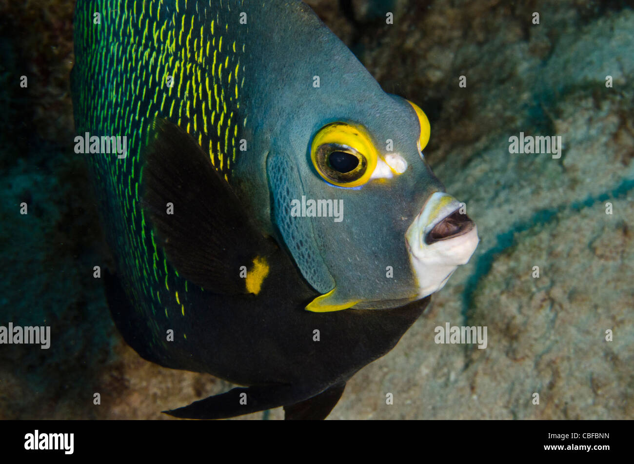 Angelfish Pomacanthus paru (français), Bonaire, Antilles néerlandaises, Amérique Banque D'Images