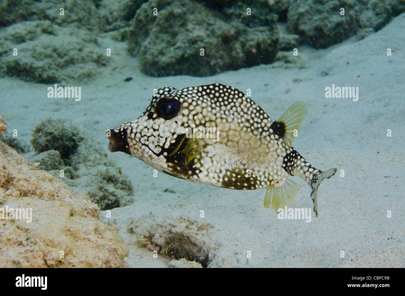 (Lactophrys triqueter Trunkfish lisse), Bonaire, Antilles néerlandaises, Amérique Banque D'Images