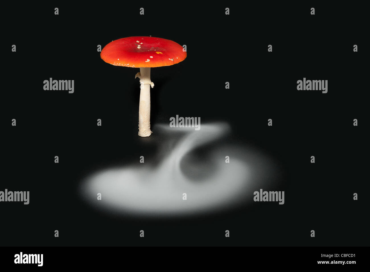 La dispersion des spores de la fructification d'un champignon amanite tue plus de 24 heures Banque D'Images