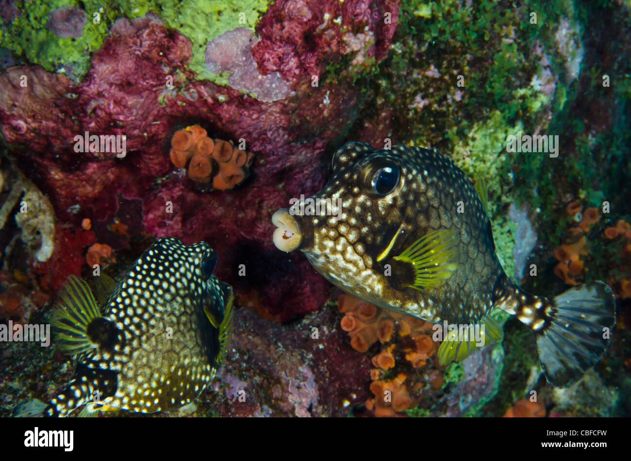 (Lactophrys triqueter Trunkfish lisse), Bonaire, Antilles néerlandaises, Amérique Banque D'Images