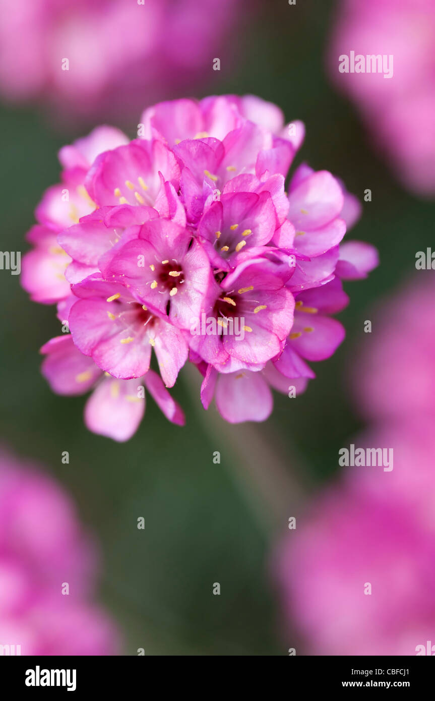 Armeria maritima 'Rubrifolia', l'économie, de la mer, rose fleur rose Banque D'Images