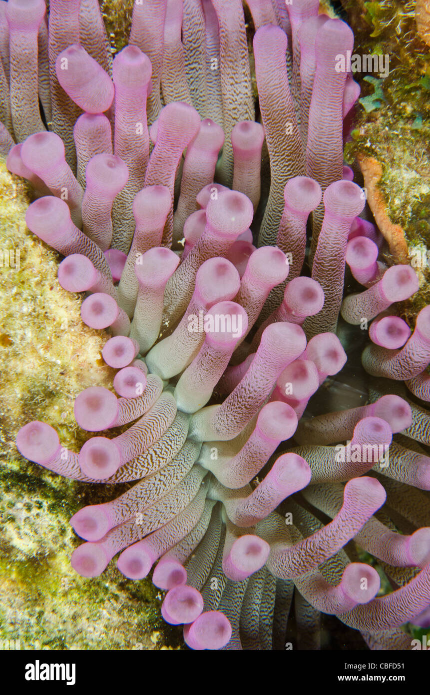 Anémone Condylactis gigantea (géant), Bonaire, Antilles néerlandaises, Amérique Banque D'Images