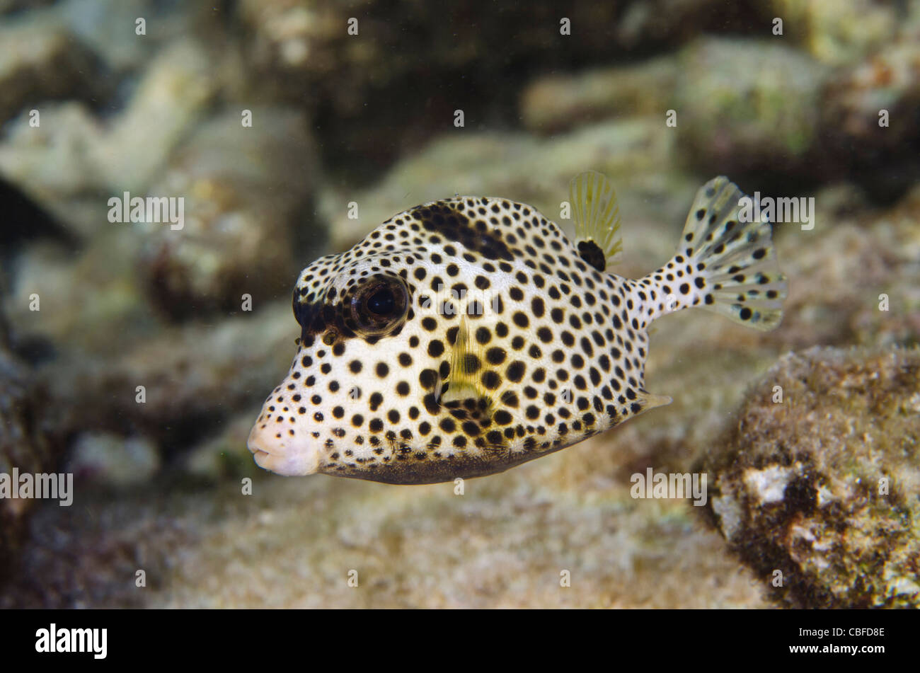 (Lactophrys bicaudalis Trunkfish tacheté), Bonaire, Antilles néerlandaises, Amérique Banque D'Images