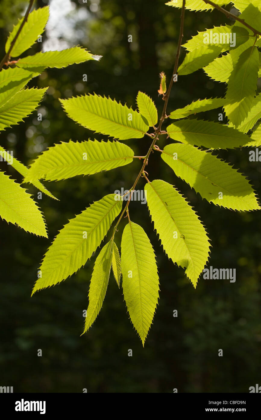 Le Châtaignier (Castanea sativa). Les feuilles, le rétroéclairage en soleil d'été. Le Norfolk. Banque D'Images