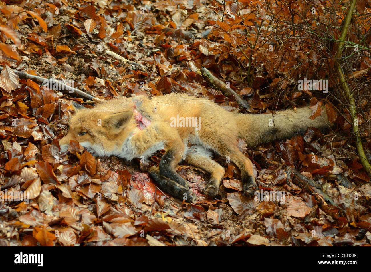 Chassé et dead red fox (Vulpes vulpes), Baerenthal, Parc naturel des Vosges du Nord, Moselle, France Banque D'Images