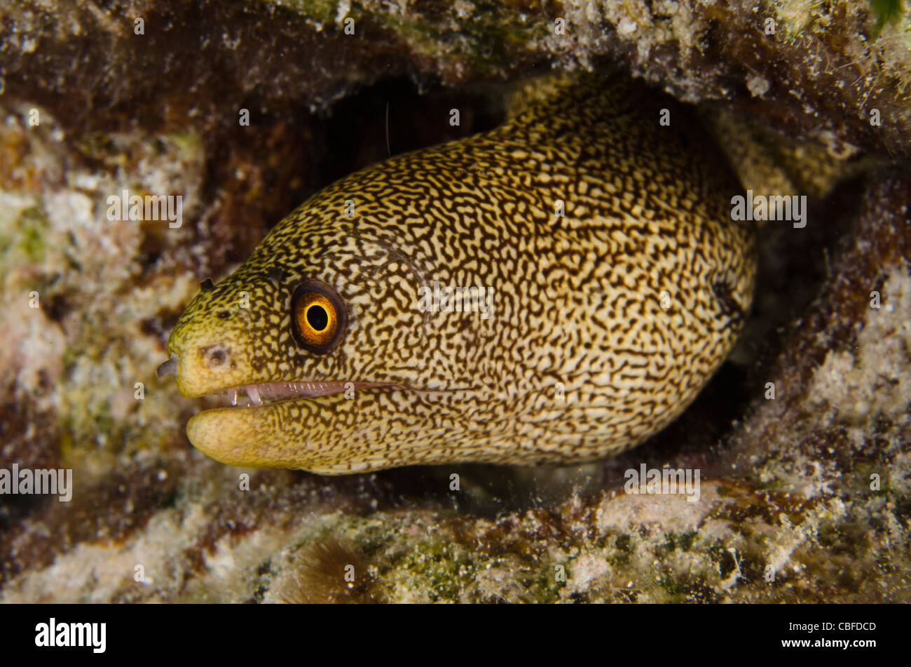 Goldentail Moray (Gymnothorax miliaris), Bonaire, Antilles néerlandaises, Amérique Banque D'Images