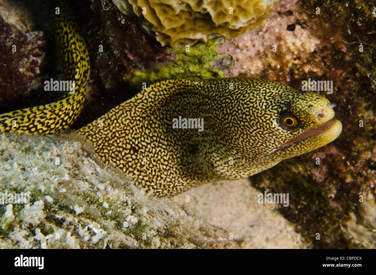 Goldentail Moray (Gymnothorax miliaris), Bonaire, Antilles néerlandaises, Amérique Banque D'Images