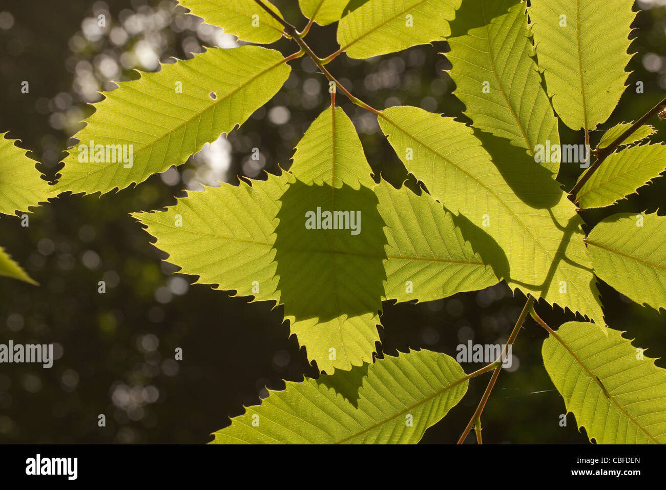 Feuilles dentelées arbres Banque de photographies et d’images à haute — free download