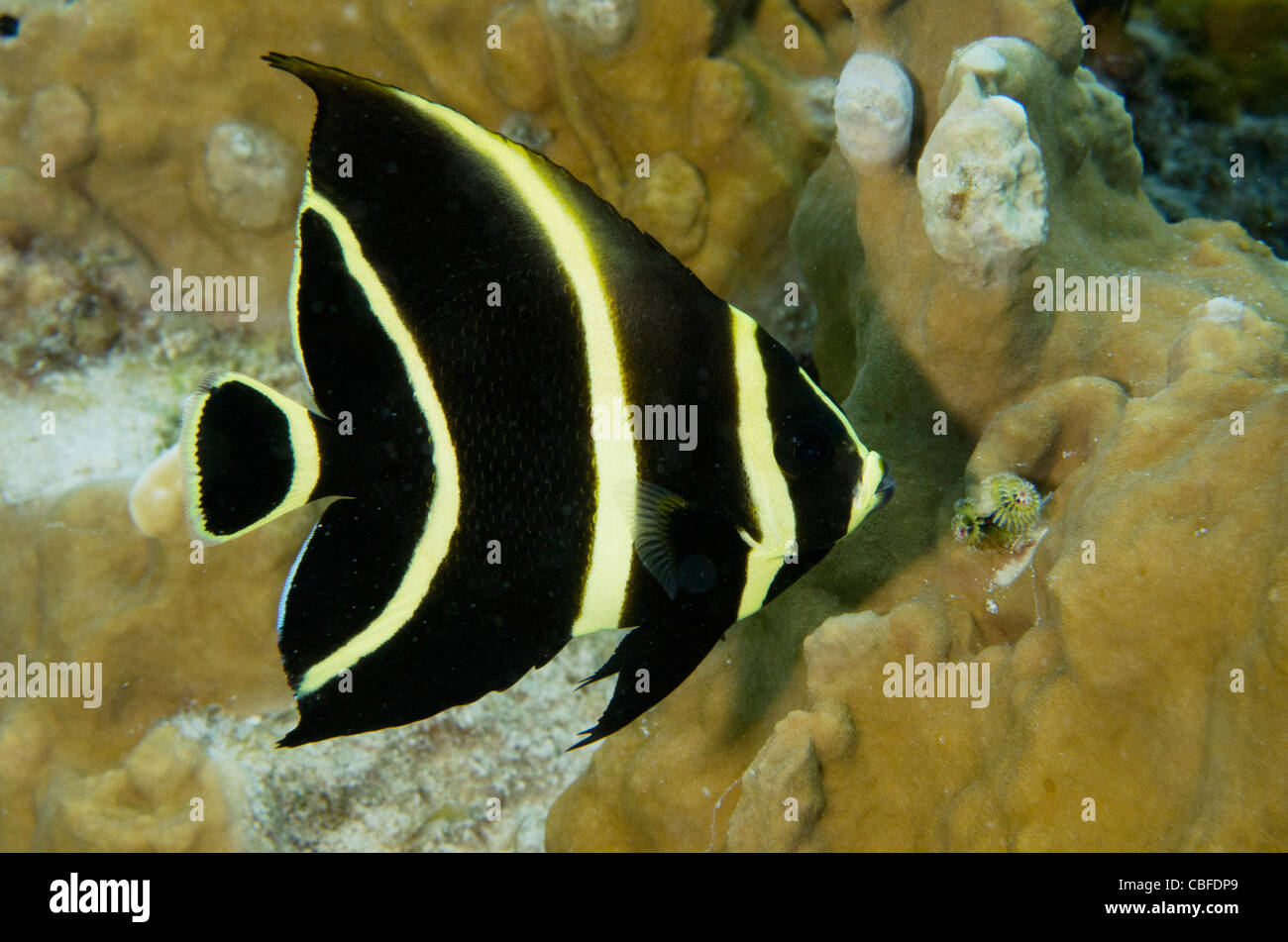 Angelfish français Pomacanthus paru (juvénile), Bonaire, Antilles néerlandaises, Amérique Banque D'Images