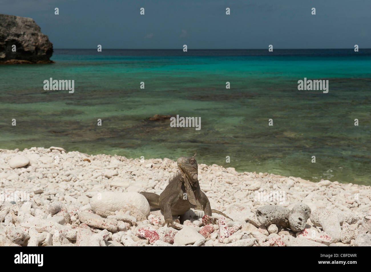 Iguane vert (Iguana iguana), sur la plage, le Parc National De Slagbaai, Bonaire, Antilles néerlandaises, Amérique Banque D'Images