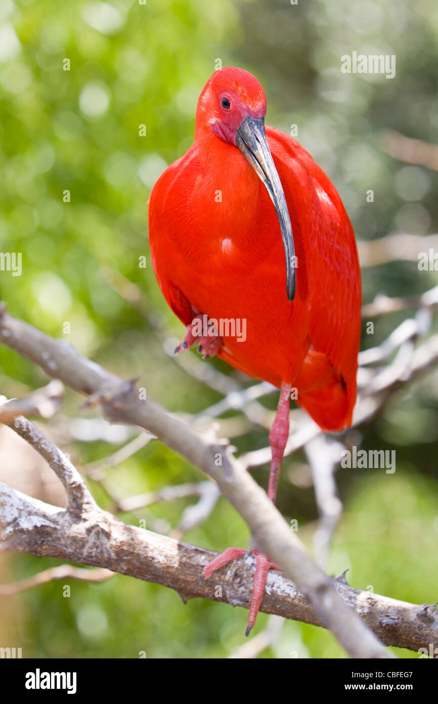 Ibis rouge (Eudocimus ruber) Banque D'Images