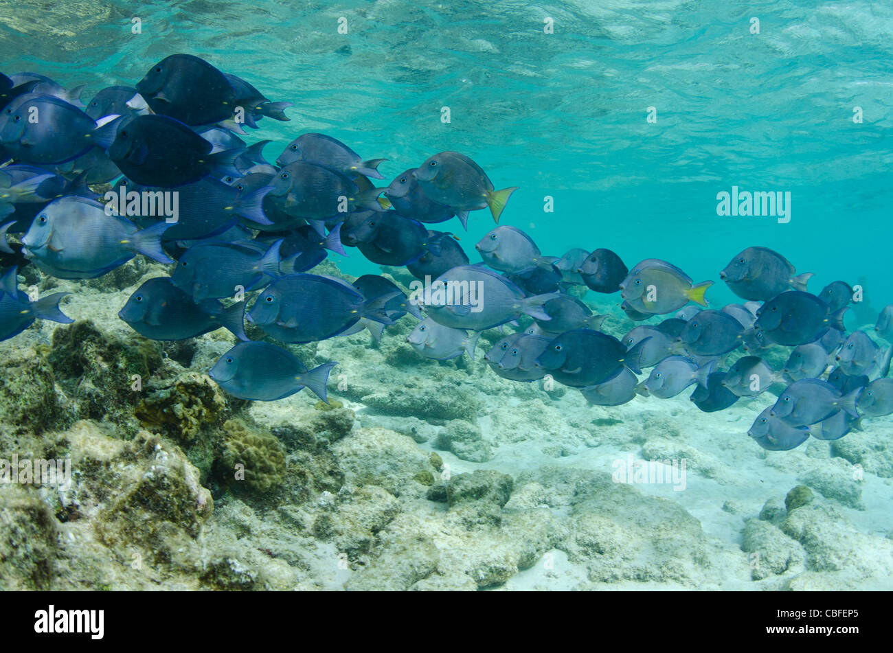 Blue Tang (Acanthurus coeruleus), Bonaire, Antilles néerlandaises, Amérique Banque D'Images
