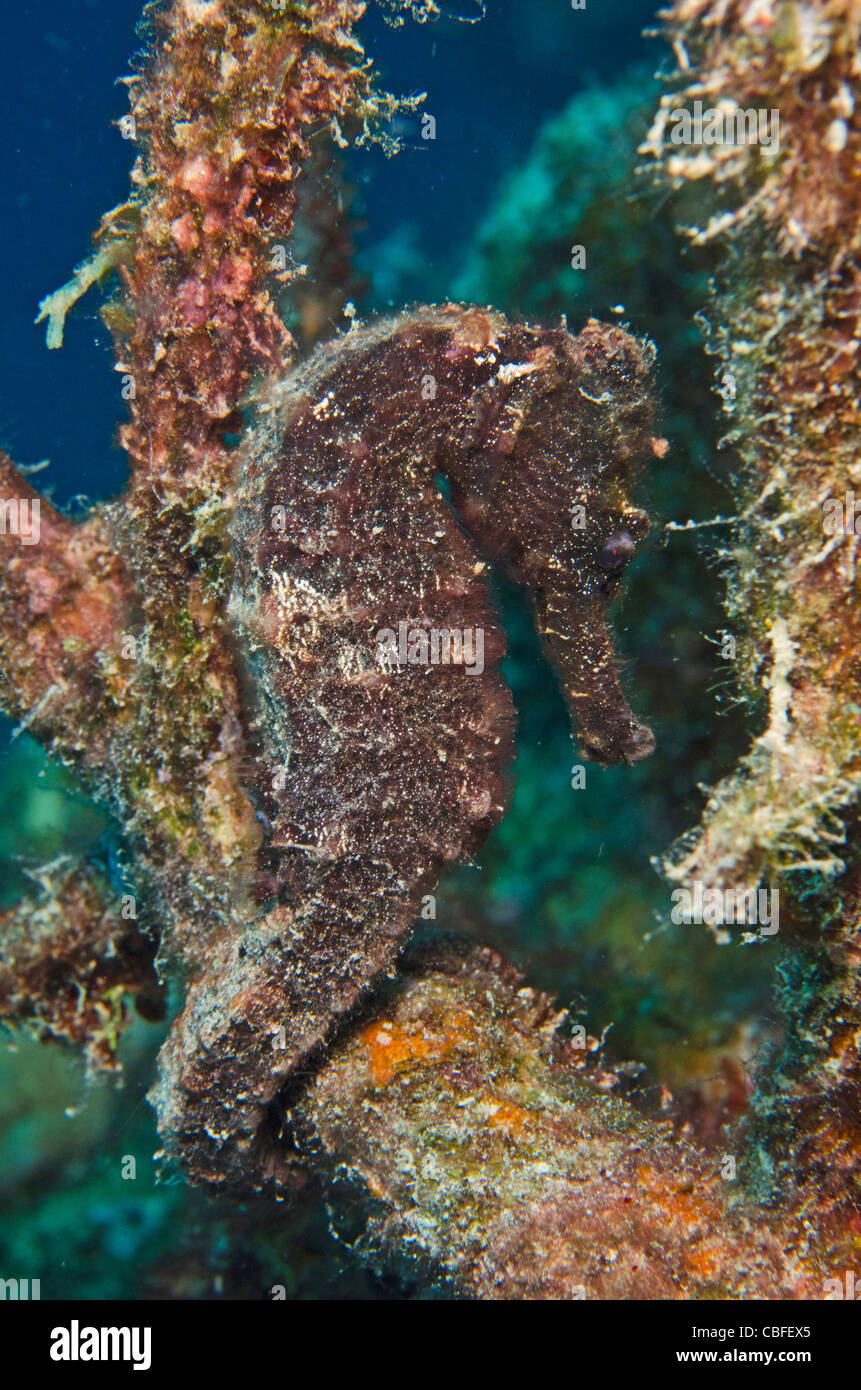 Longsnout Seahorse (Hippocampus reidi), Bonaire, Antilles néerlandaises, Amérique Banque D'Images