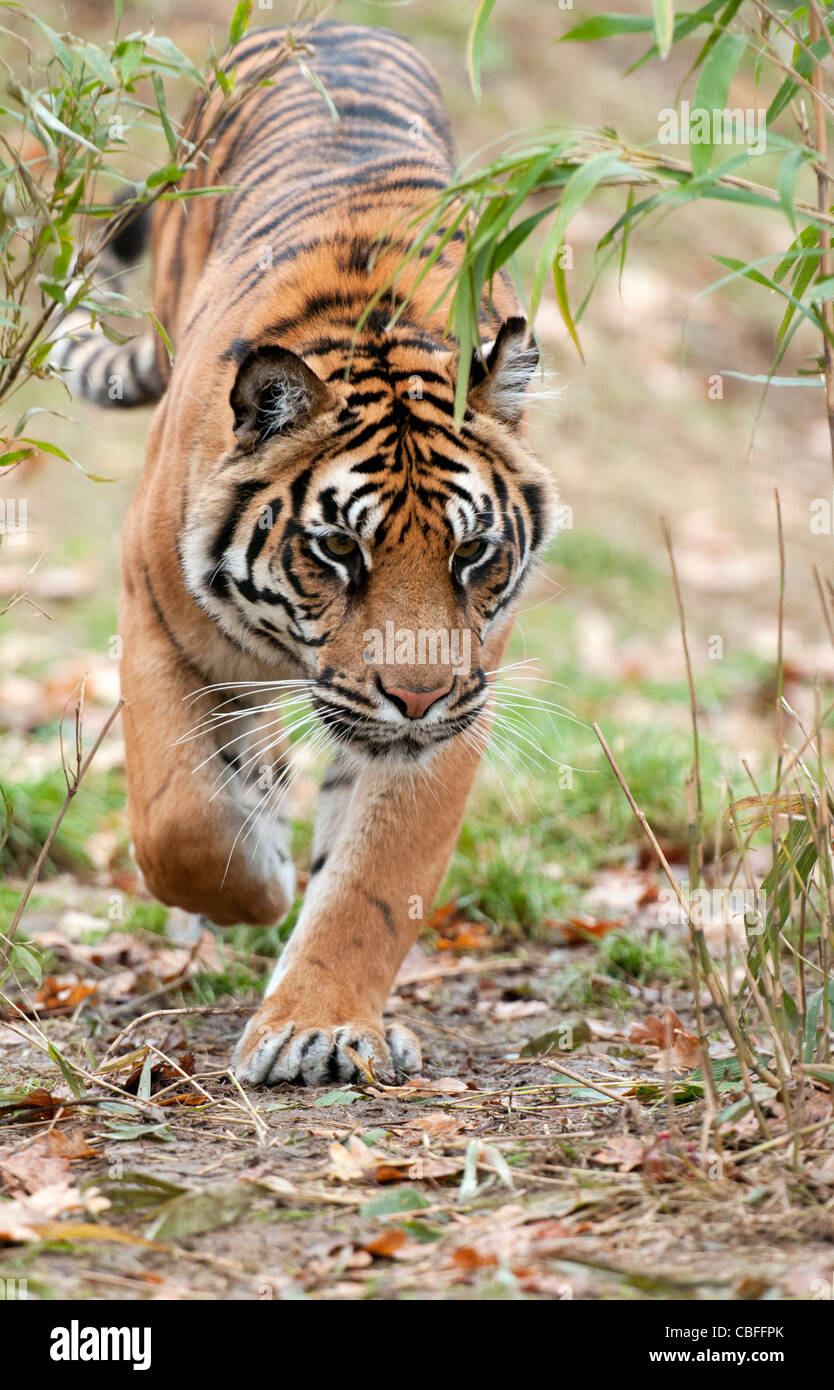 Tigre de Sumatra femelle vers la caméra de marche Banque D'Images
