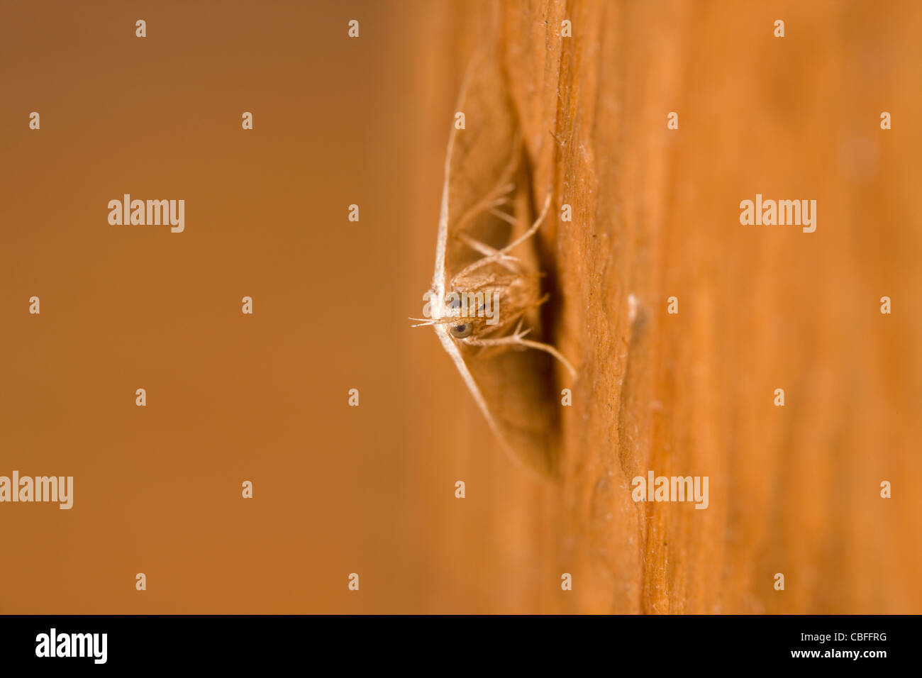 Papillon sur un mur en bois Banque D'Images