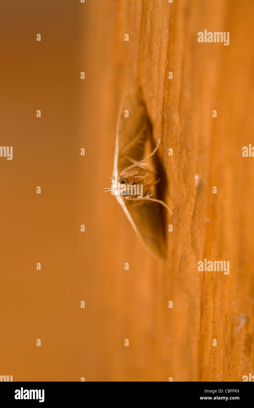 Papillon sur un mur en bois Banque D'Images