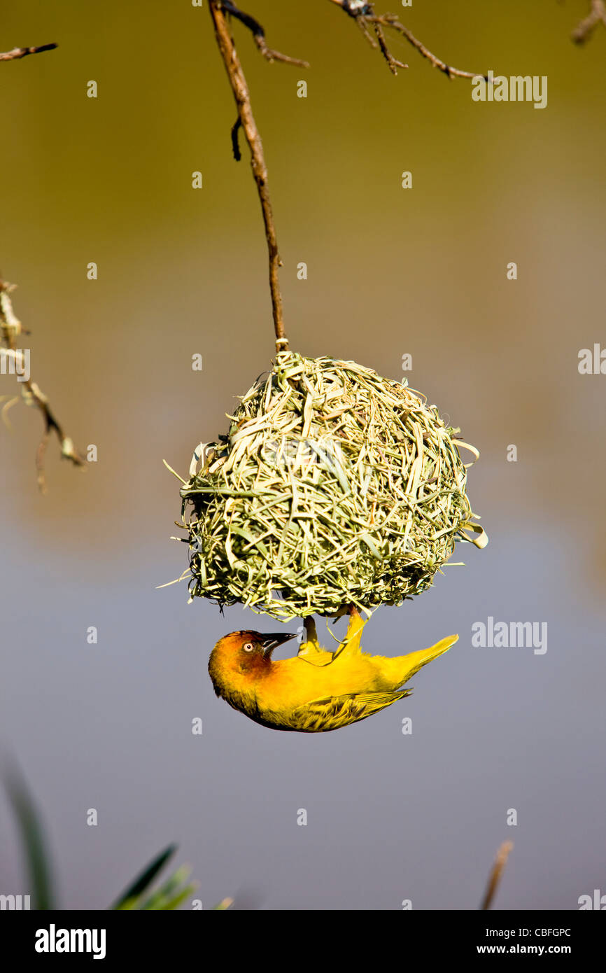 Cape Weaver (Ploceus capensis) construire un nid Banque D'Images