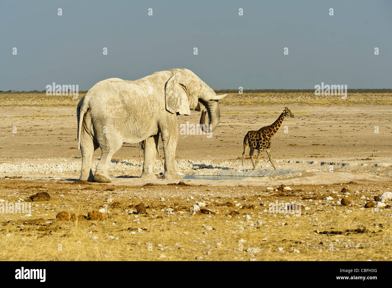 L'éléphant et girafe au 'Bain d'éléphant' trou d'eau. Parc National d'Etosha, Namibie. Banque D'Images