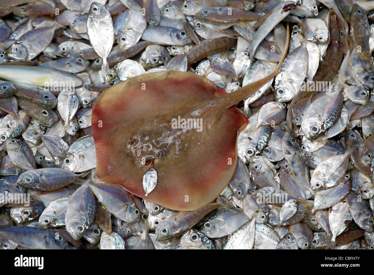 Pile de poissons de fond de couleur argent local la capture fraîchement pêché à Patong, Phuket, Thailand Banque D'Images