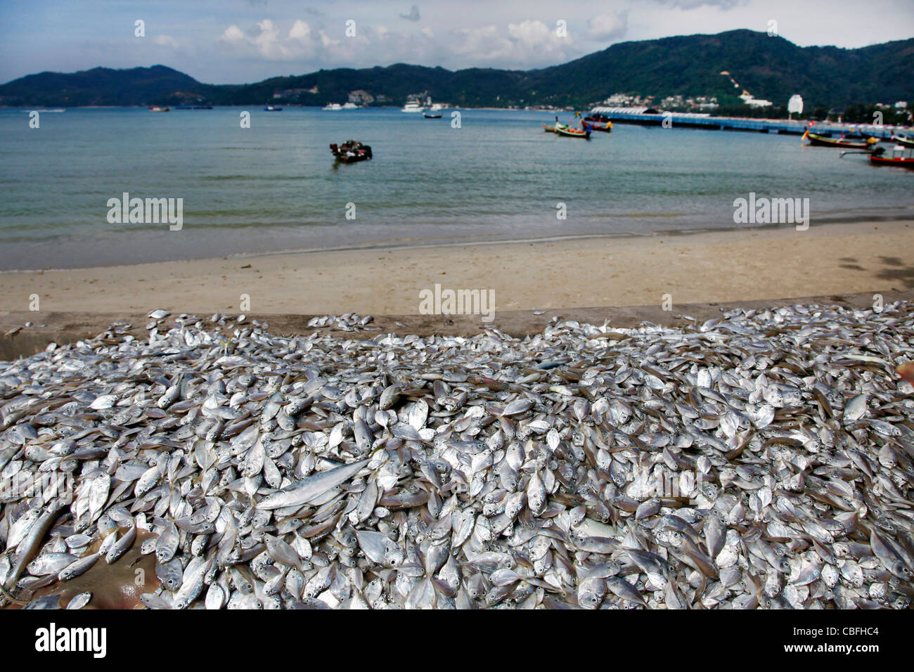 Pile de poissons de fond de couleur argent local la capture fraîchement pêché à Patong, Phuket, Thailand Banque D'Images