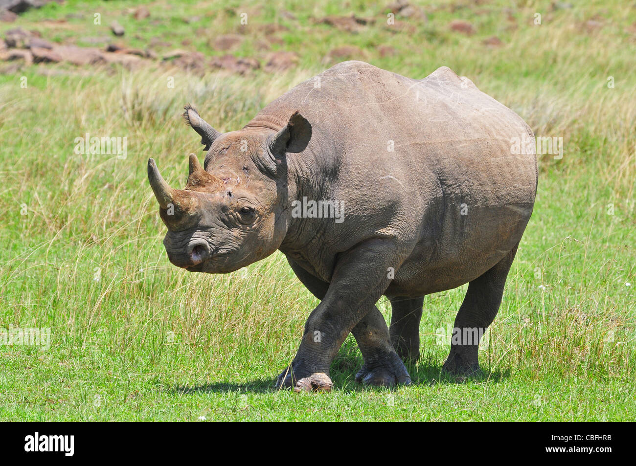 Rhinocéros noir mâle, Masai Mara Banque D'Images