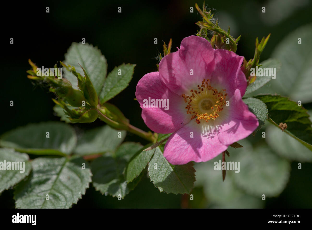 Wild Rose (rosa canina). Feu de fleurs unique par le soleil. Peut, dans le Norfolk. Banque D'Images