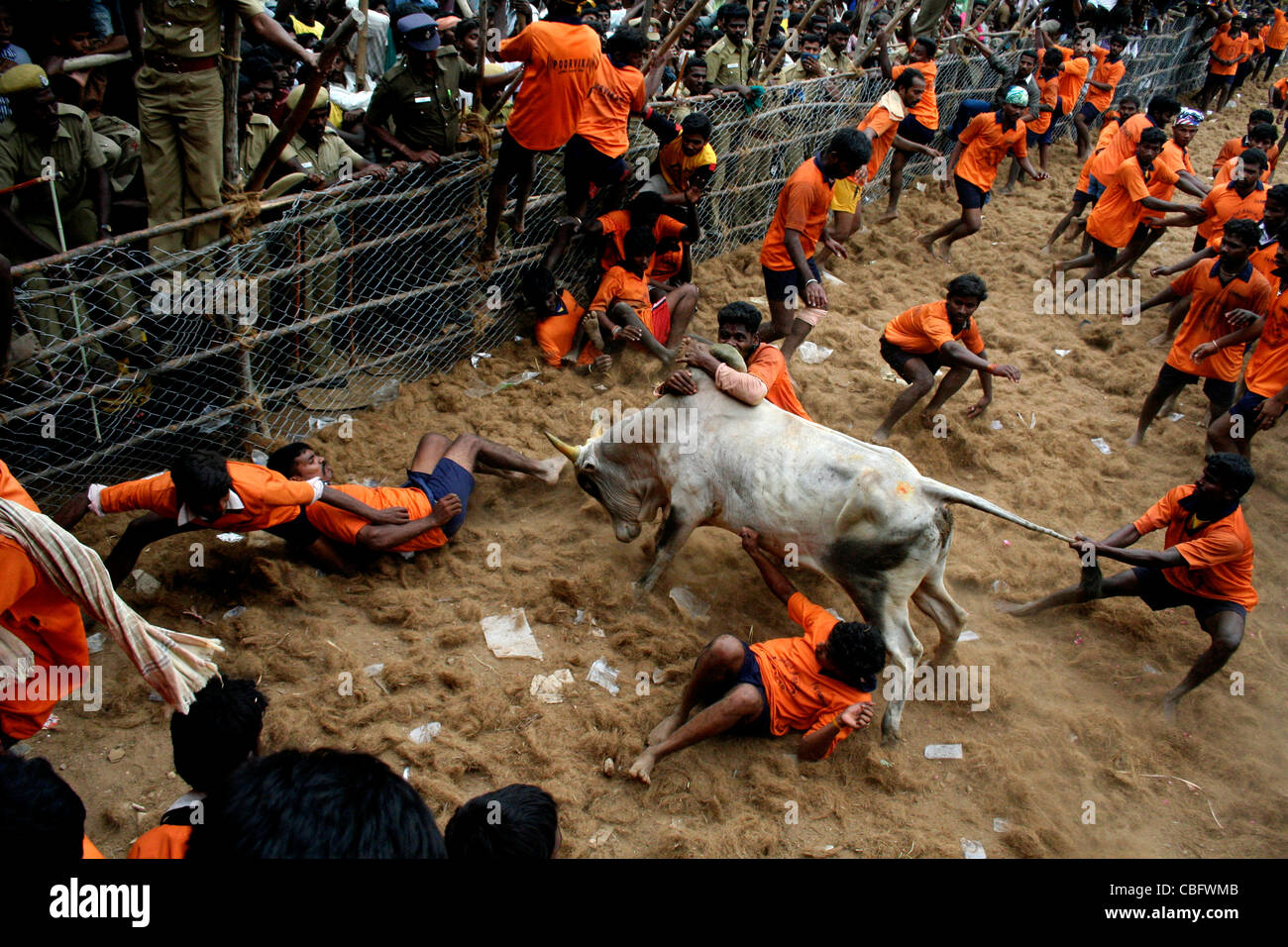 Bull taming festival, Palamedu, Inde Banque D'Images