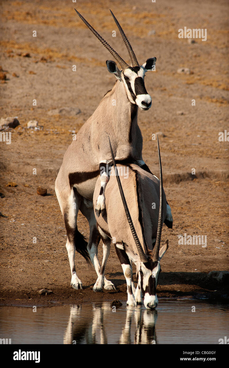 Oryx de beisa oryx ou anthelope à accouplement Chudob waterhole, Etosha National Park, Namibie Banque D'Images