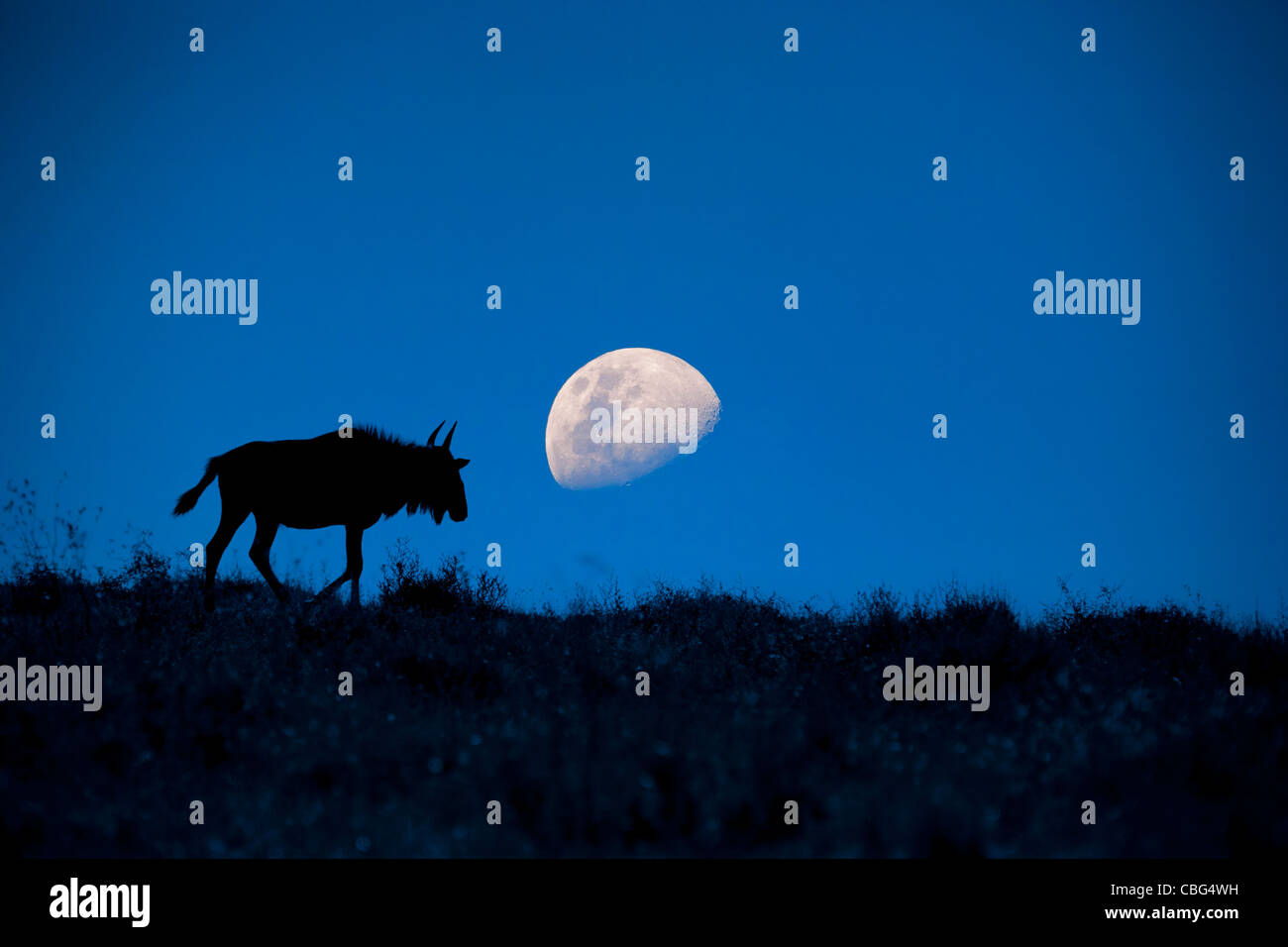 Un jeune de gnous ( Connochaetes taurinus ) Silhouetté contre le lever de lune dans le Kariega Game Reserve dans l'Azur Banque D'Images