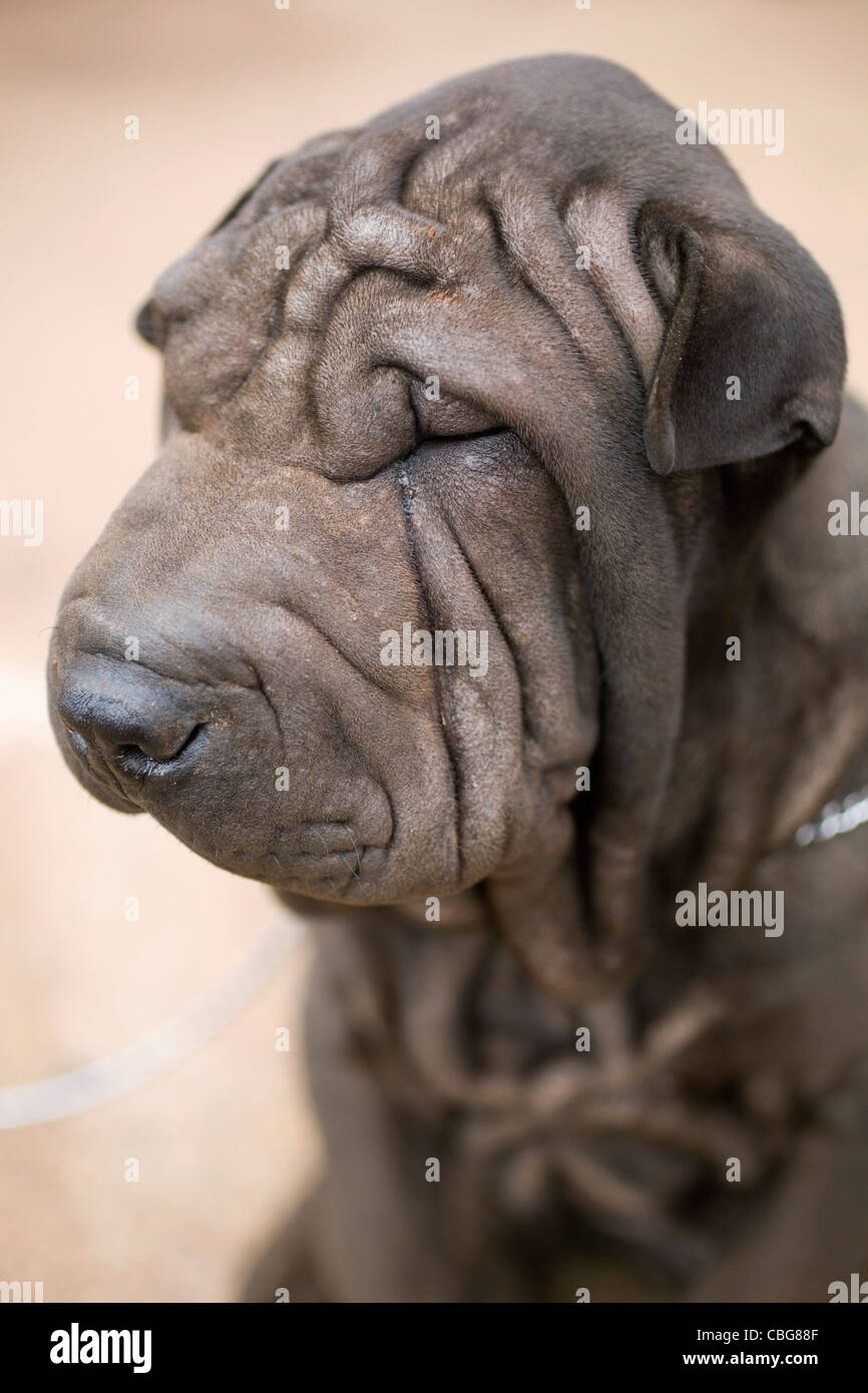 Portrait d'un Shar-Pei dog, close-up Banque D'Images