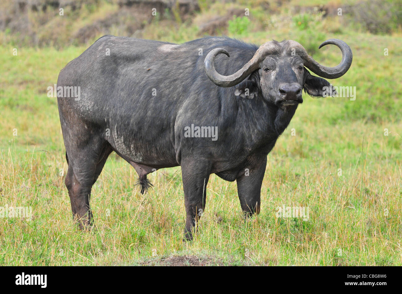 Buffle, Masai Mara Banque D'Images