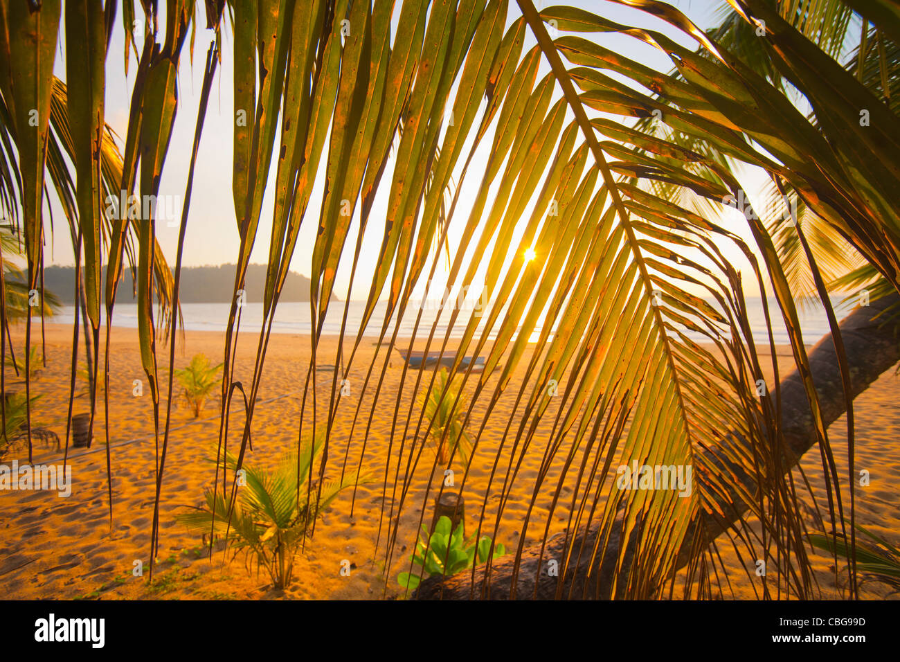 Voir à travers les feuilles de palmier d'une plage au coucher du soleil Banque D'Images