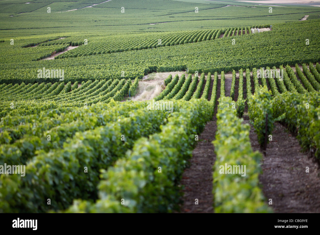 Collines d'un vignoble Banque D'Images