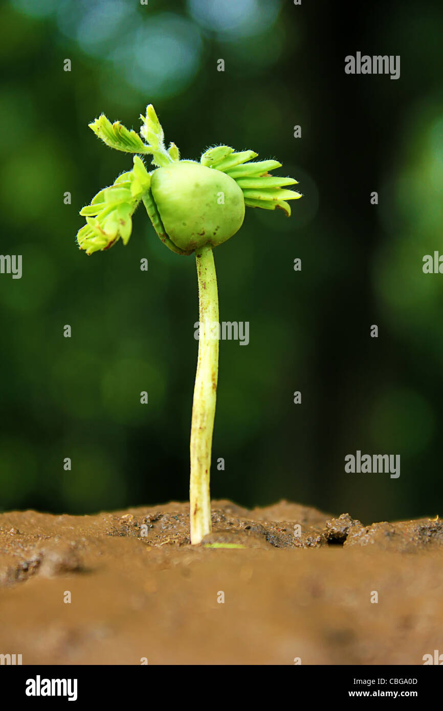 Plante-nouvelle vie Banque D'Images