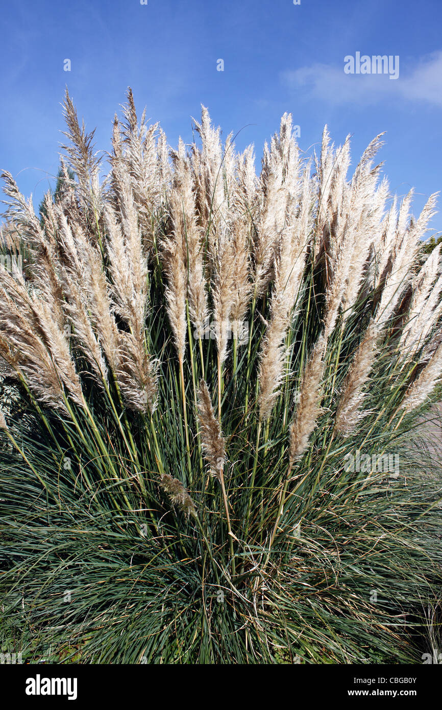 Cortaderia selloana. RENDATLERI L'herbe de la pampa. TUSSOCK GRASS. Banque D'Images