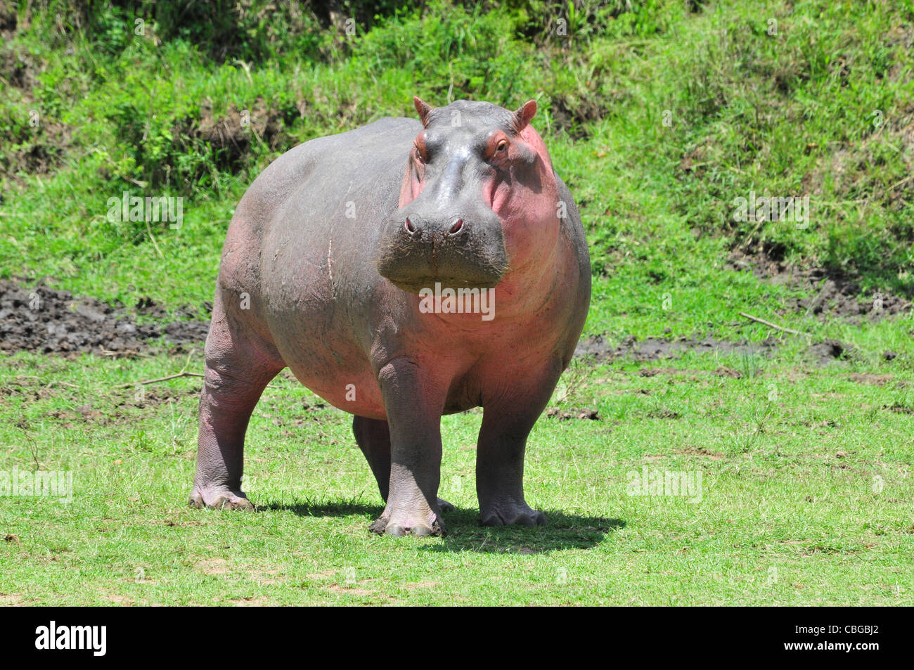 L'hippopotame, le Masai Mara Banque D'Images