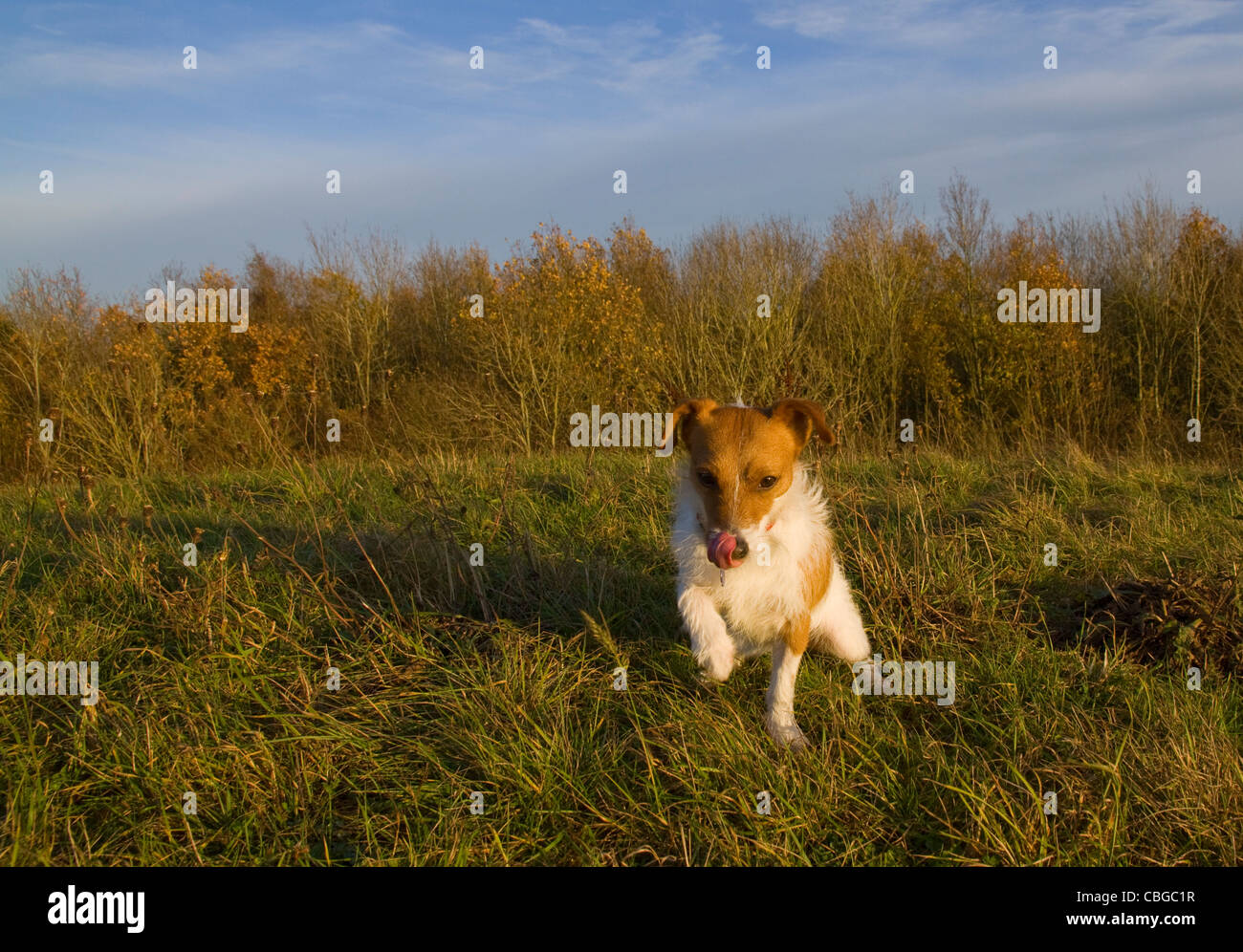 Un Parsons Jack Russell Terrier vient vers l'appareil photo Banque D'Images