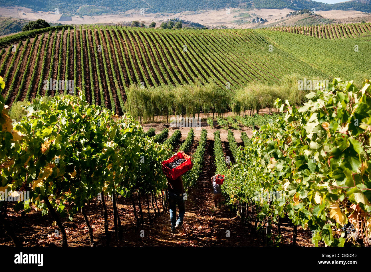 Les raisins de la récolte des hommes dans un vignoble, Sicile, Italie Banque D'Images