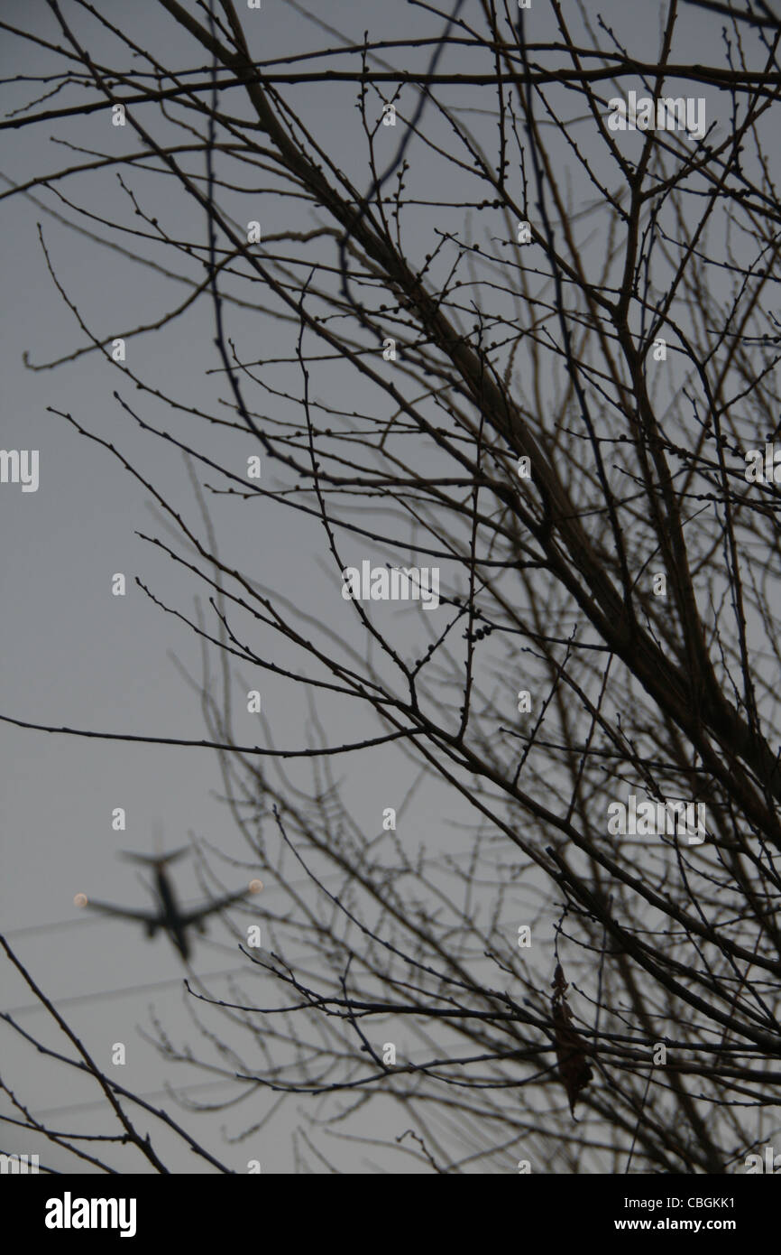 Photo Dun Avion Dans Le Ciel Avec Des Branches