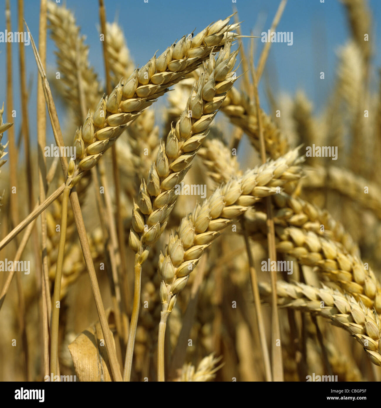 Épis de blé mûrs contre un ciel d'été bleu Banque D'Images