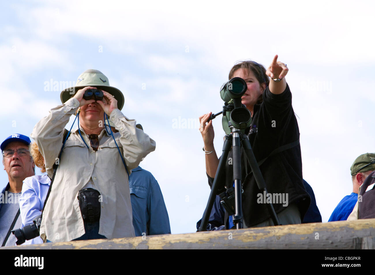 Les touristes d'observer des animaux sauvages dans le Parc National de Yellowstone, aux États-Unis. Banque D'Images