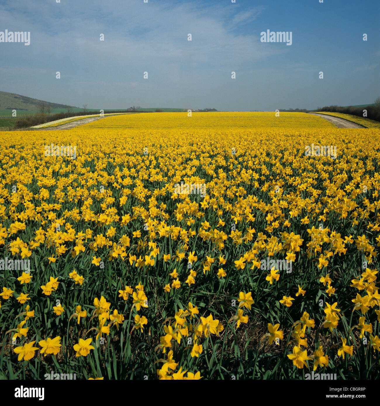 La récolte la floraison des jonquilles, Hampshire, Mars Banque D'Images