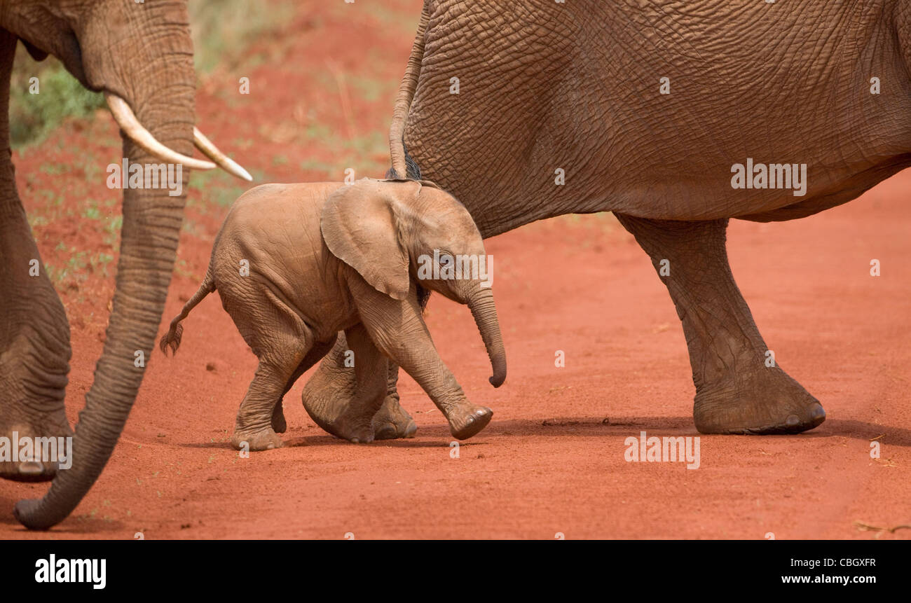 Baby African Elephant Loxodonta africanus courir avec le troupeau sur un chemin de terre dans le parc national de Tsavo Kenya Banque D'Images