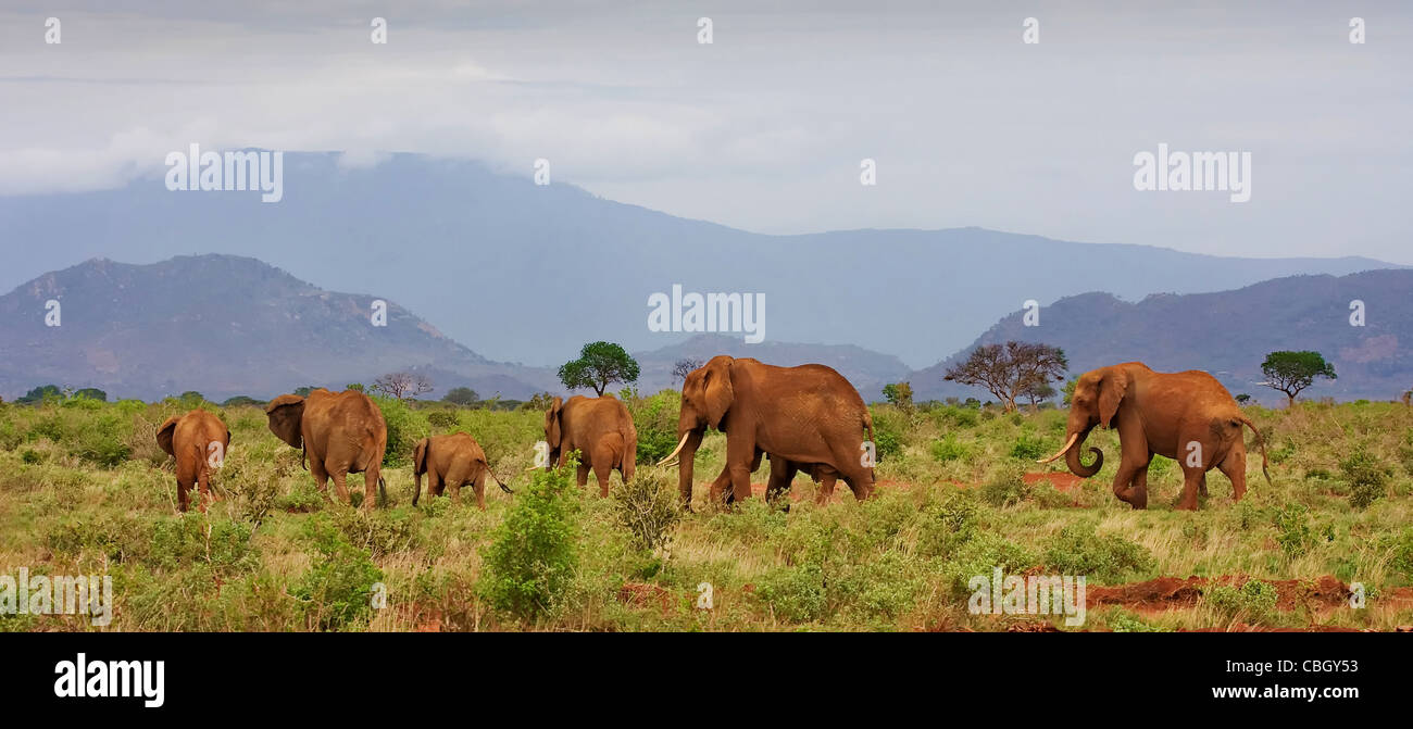 Un petit troupeau d'éléphants Loxodonta africanus rougi avec de la poussière dans le parc national de Tsavo Kenya avec comme toile de fond les collines Sagalla Banque D'Images