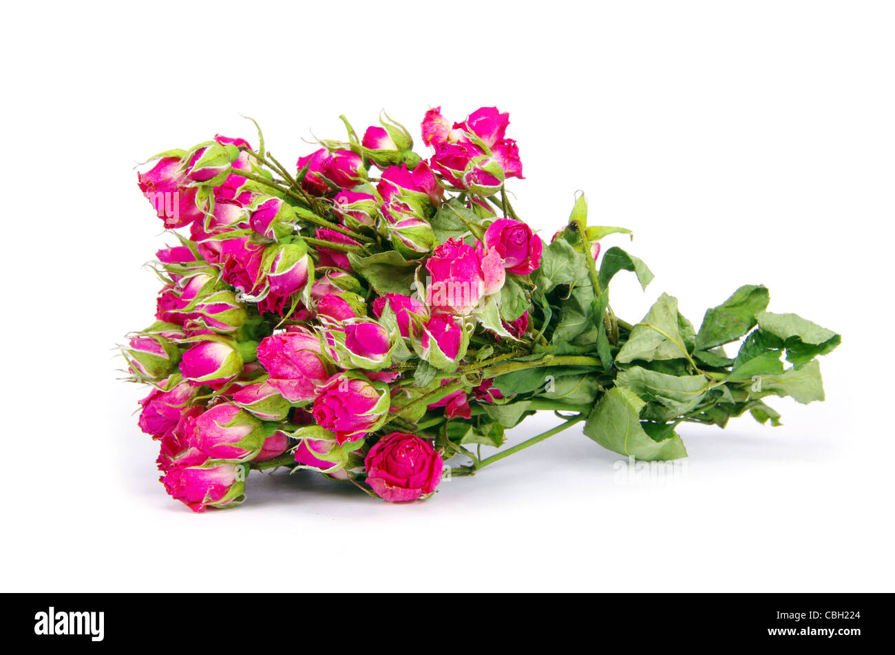 Gros plan sur une des roses rouges Banque D'Images