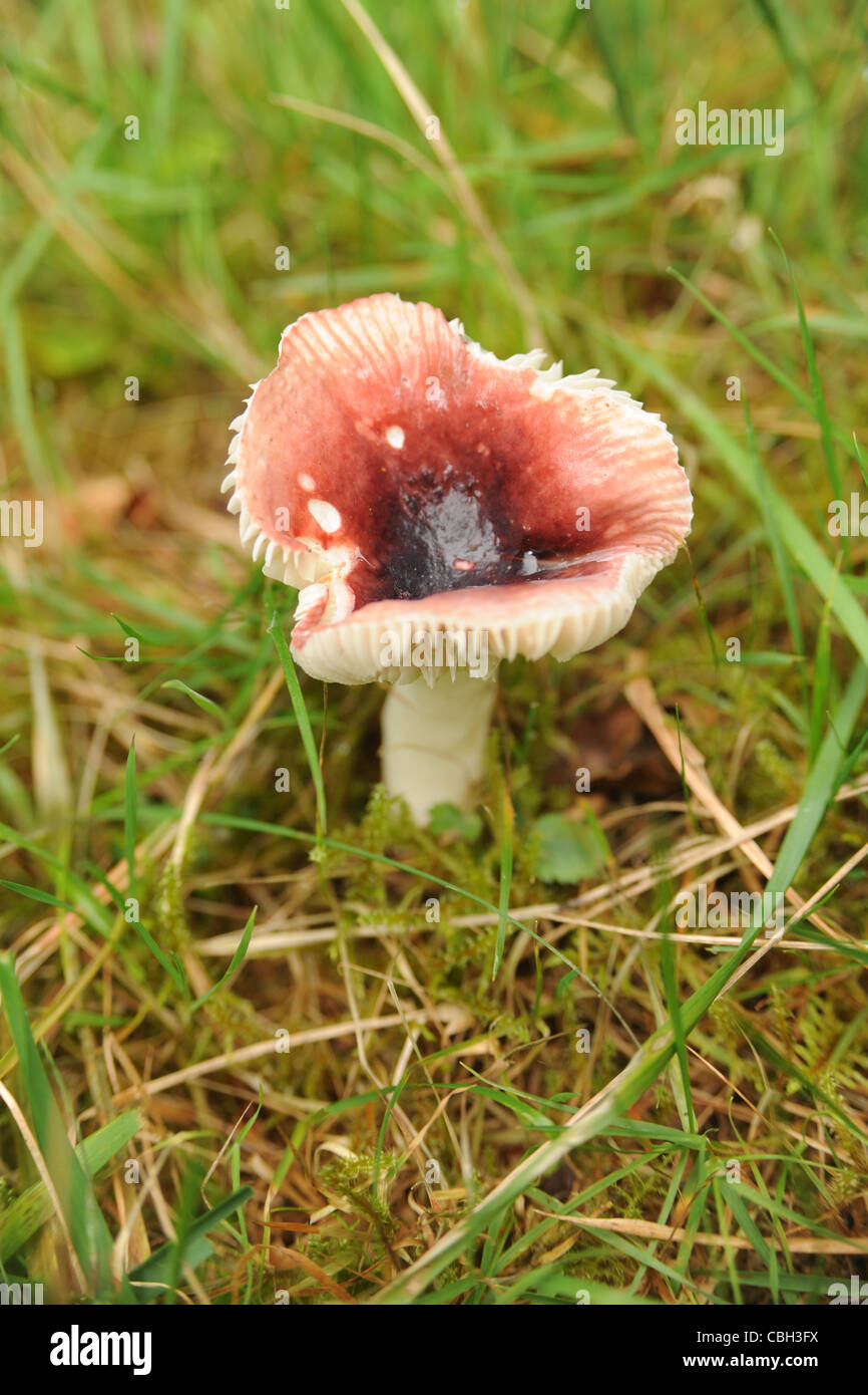 Russula emetica, communément appelé le sickener, est un champignon basidiomycète du genre Russula, Banque D'Images